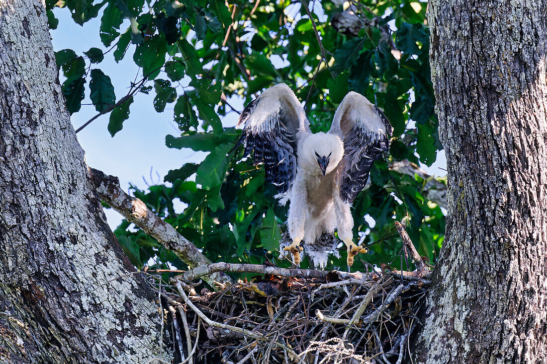 Vier Monate altes Harpyienküken (Harpia harpyja), Flügeltest im Nest, Alta Floresta, Amazonas, Brasilien, Südamerika