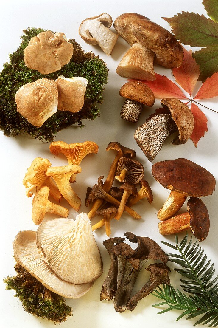 Various mushrooms with moss, leaves on white background