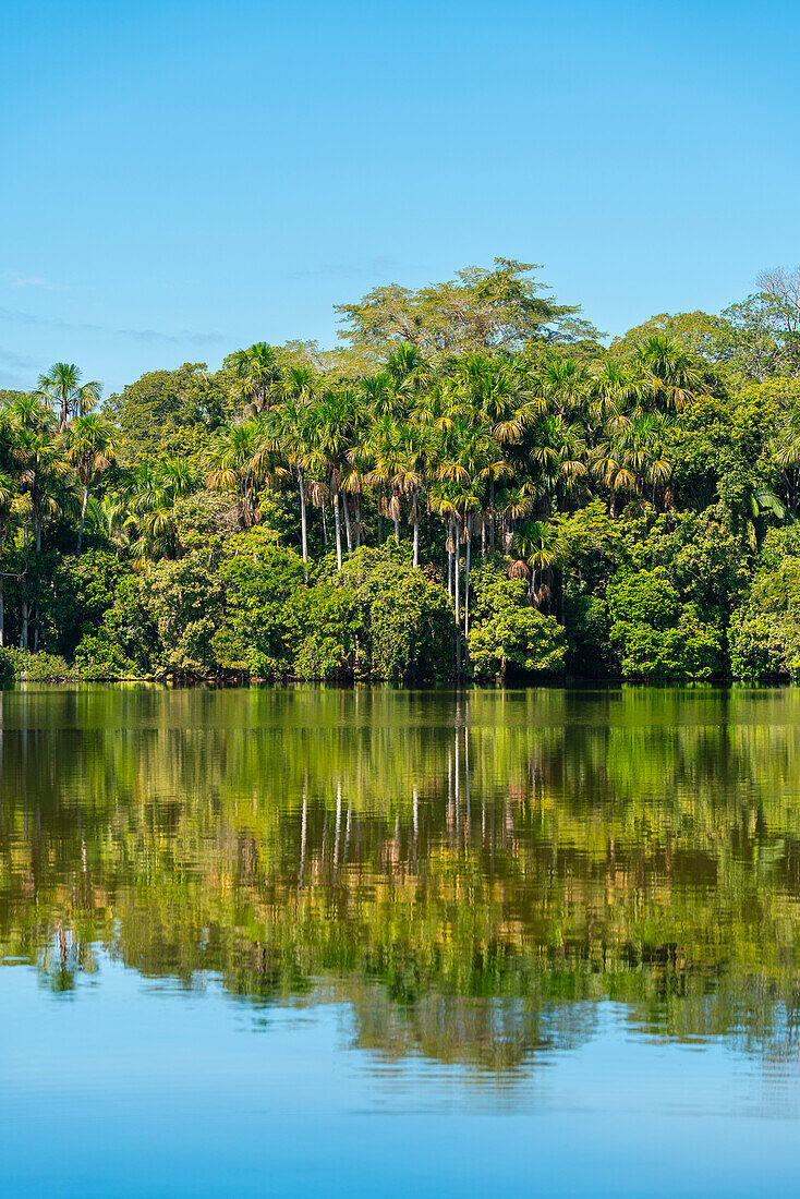 Lake Sandoval and Aguaje palms, Tambopata National Reserve, Puerto Maldonado, Madre de Dios, Peru, South America