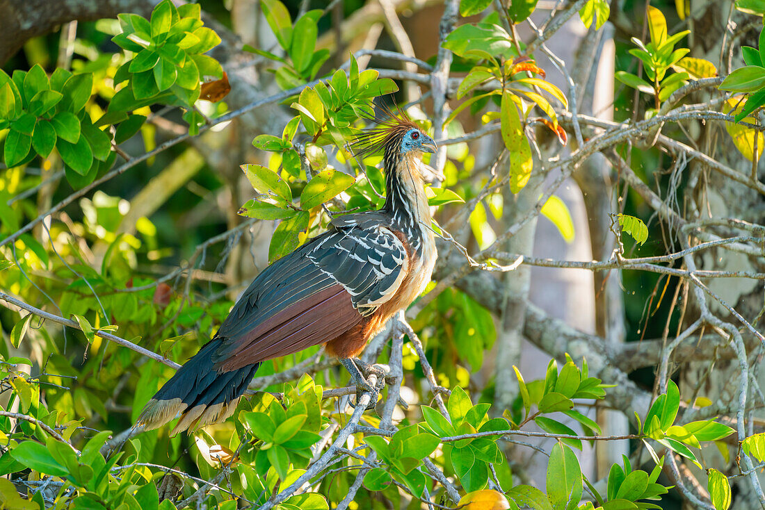 Hoatzin (Ophisthocomus hoazin) perching on branch by Lake Sandoval, Tambopata National Reserve, Puerto Maldonado, Madre de Dios, Peru, South America