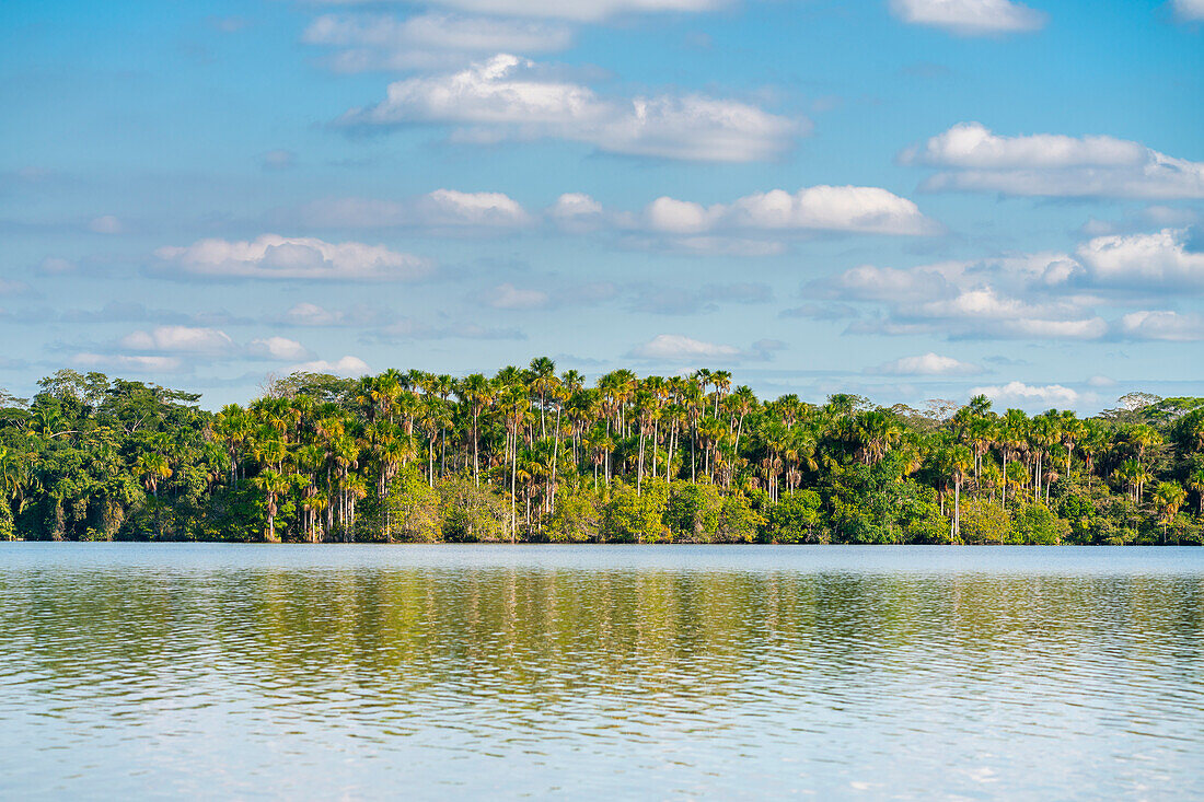 Sandoval-See und Aguaje-Palmen, Tambopata-Nationalreservat, Puerto Maldonado, Madre de Dios, Peru, Südamerika