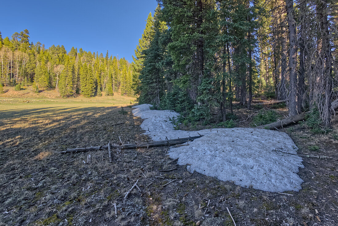 Gegen Ende Mai 2024 aufgenommen, die letzten Reste von Winterschnee am North Rim des Grand Canyon National Park, Arizona, Vereinigte Staaten von Amerika, Nordamerika