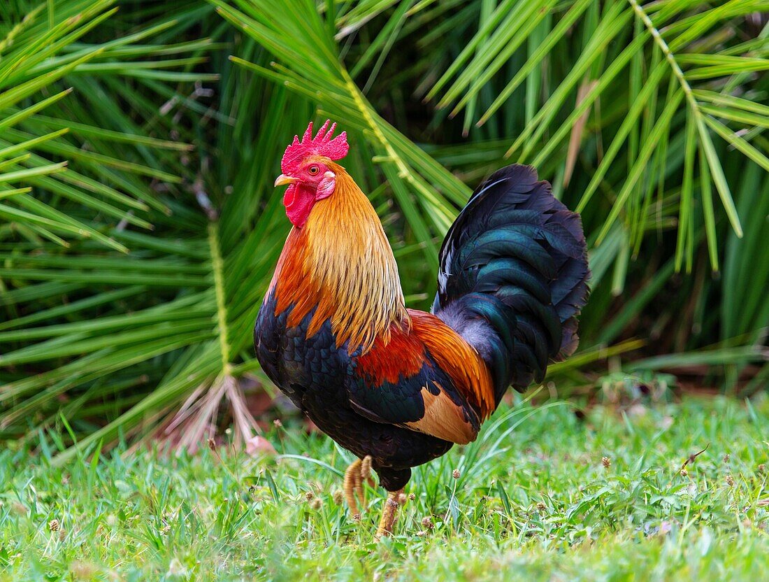 Feral cockerel in Spittal Pond Nature Reserve, Smith's, Bermuda, Atlantic, North America