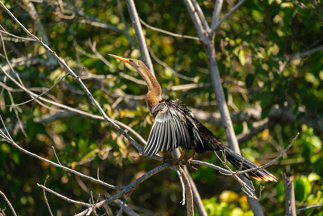 Anhinga (Anhinga anhinga) auf einem Ast am Sandoval-See, Tambopata National Reserve, Puerto Maldonado, Madre de Dios, Peru, Südamerika