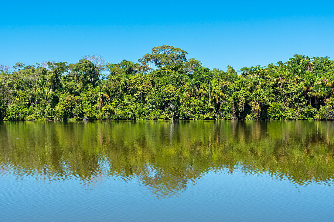 Lake Sandoval, Tambopata National Reserve, Puerto Maldonado, Madre de Dios, Peru, South America