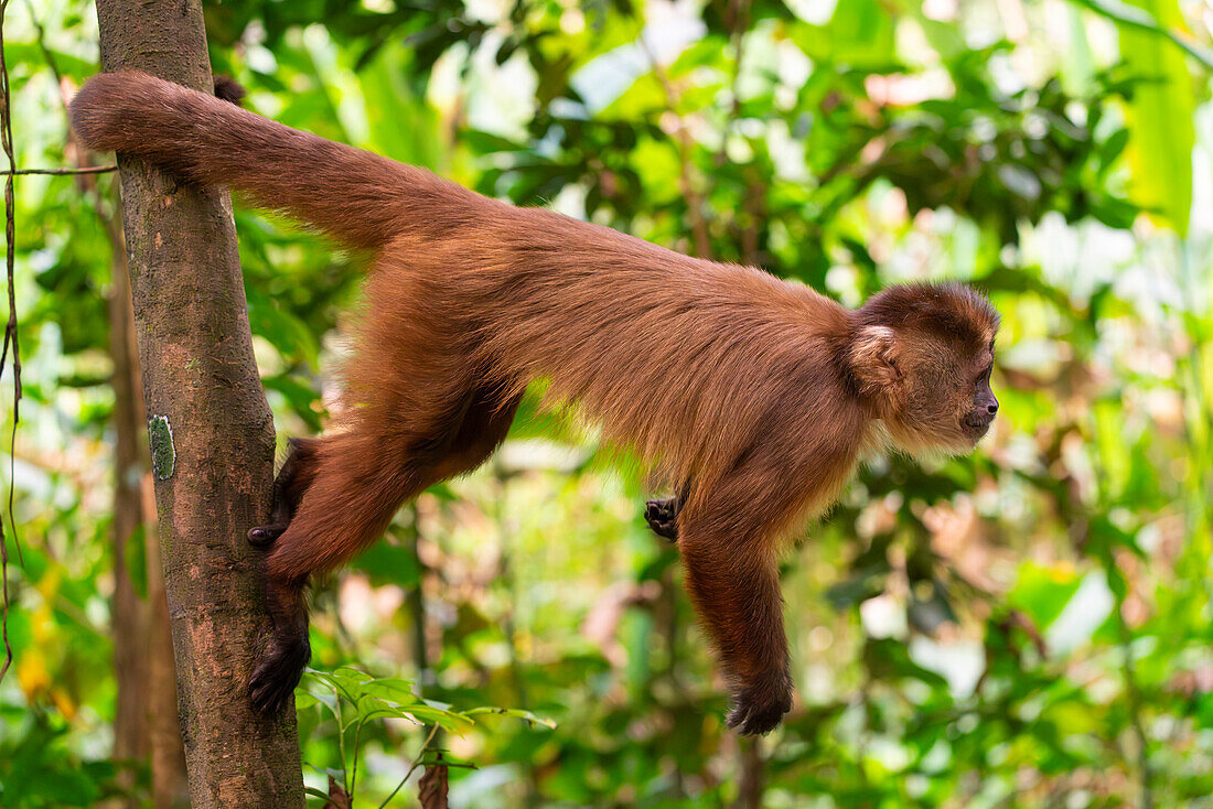 Brauner Kapuzineraffe (Cebus apella) (Sapajus apella) auf Baum, Tambopata-Nationalreservat, Puerto Maldonado, Provinz Tambopata, Madre de Dios, Peru, Südamerika