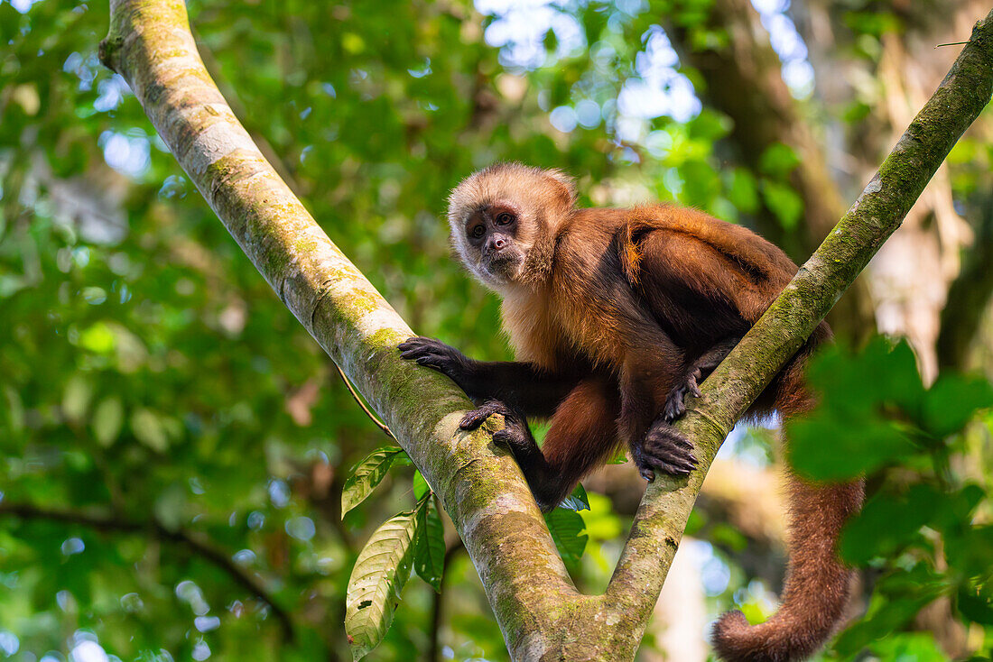 Brown capuchin monkey (Cebus apella) (Sapajus apella) on tree, Tambopata National Reserve, Puerto Maldonado, Tambopata Province, Madre de Dios, Peru, South America