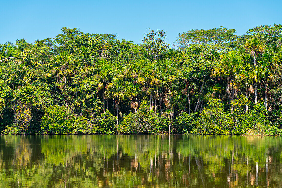 Lake Sandoval and Aguaje palms, Tambopata National Reserve, Puerto Maldonado, Madre de Dios, Peru, South America