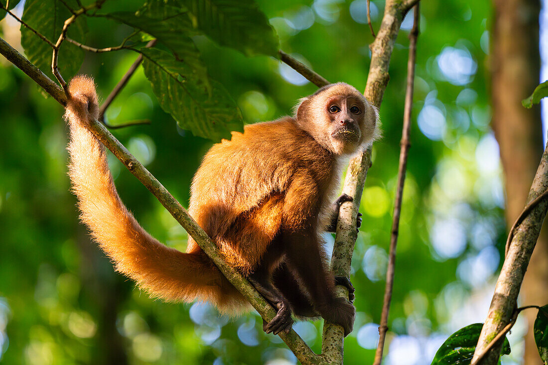 Brauner Kapuzineraffe (Cebus apella) (Sapajus apella) auf Baum, Tambopata National Reserve, Puerto Maldonado, Provinz Tambopata, Madre de Dios, Peru, Südamerika