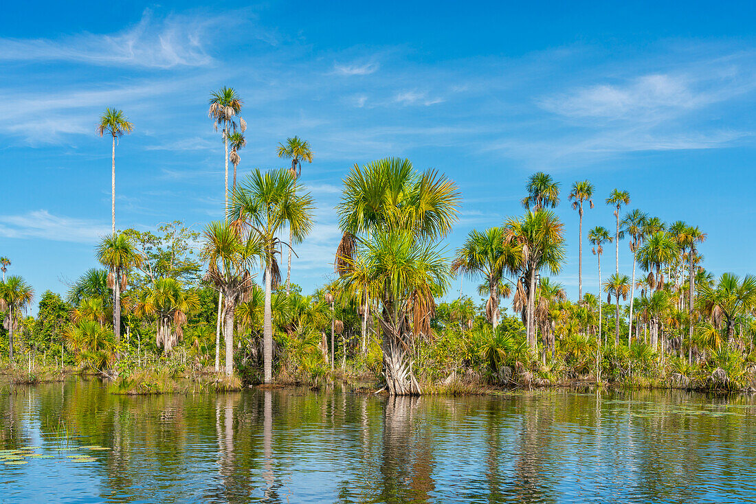 Palm trees on Yacumama Lake, Puerto Maldonado, Tambopata Province, Madre de Dios, Peru, South America