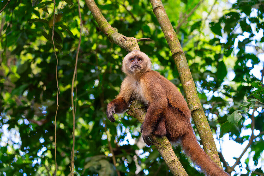 Brauner Kapuzineraffe (Cebus apella) (Sapajus apella) auf Baum, Tambopata National Reserve, Puerto Maldonado, Provinz Tambopata, Madre de Dios, Peru, Südamerika