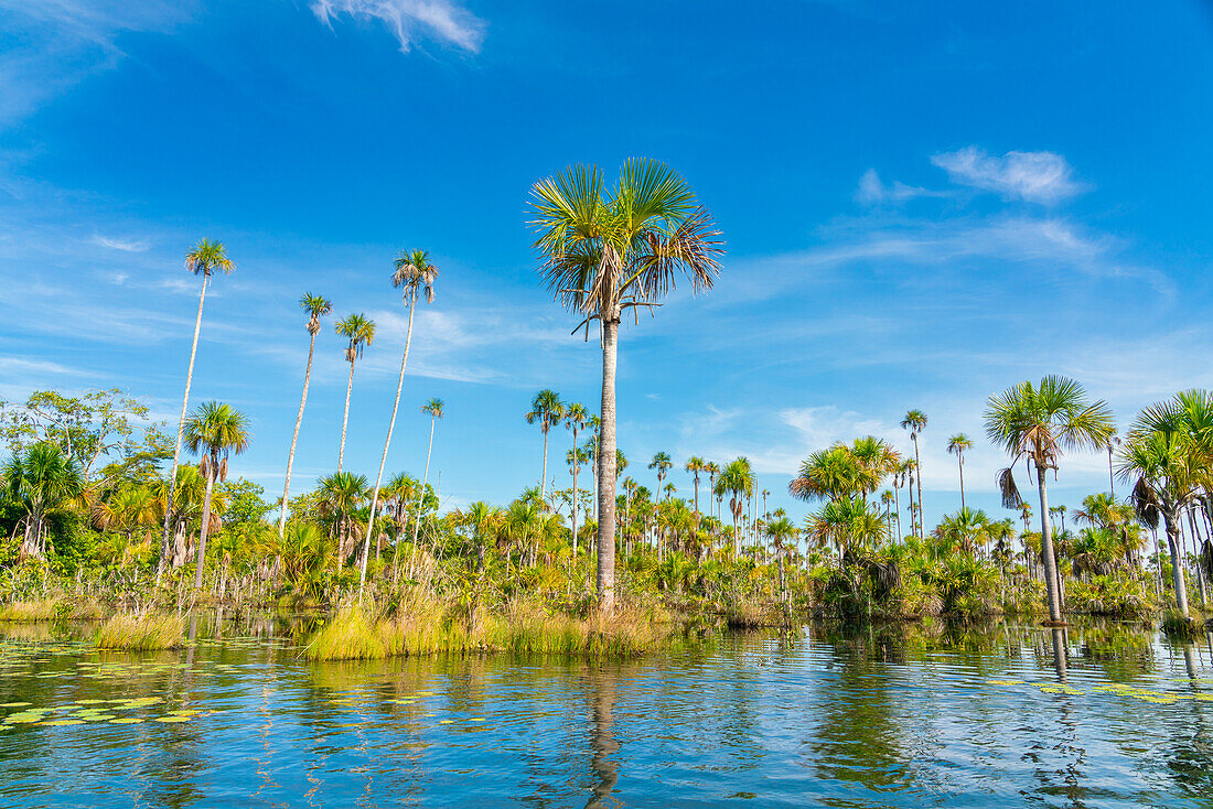 Palm trees on Yacumama Lake, Puerto Maldonado, Tambopata Province, Madre de Dios, Peru, South America