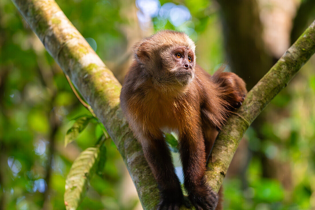 Brown capuchin monkey (Cebus apella) (Sapajus apella) on tree, Tambopata National Reserve, Puerto Maldonado, Tambopata Province, Madre de Dios, Peru, South America