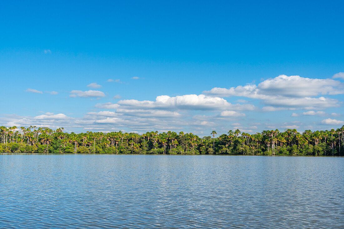 Lake Sandoval and Aguaje palms, Tambopata National Reserve, Puerto Maldonado, Madre de Dios, Peru, South America