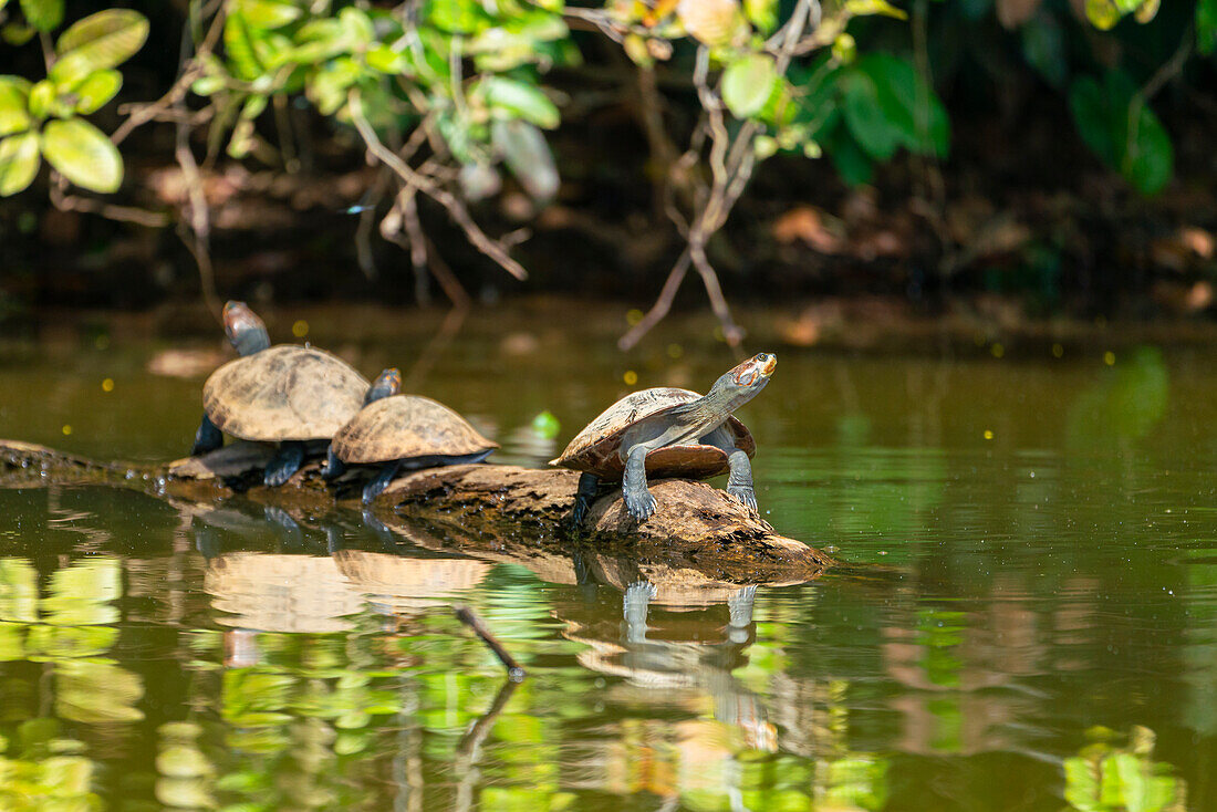 Three yellow-spotted river turtles (Podocnemis unifilis) on wooden branch on Lake Sandoval, Tambopata National Reserve near Puerto Maldonado, Tambopata Province, Madre de Dios Region, Peru, South America