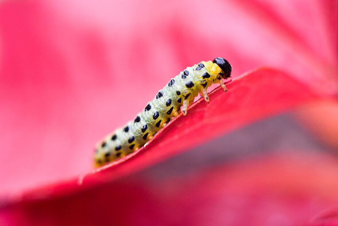 Larven einer Sägewespe (Symphyta), Frankreich, Europa