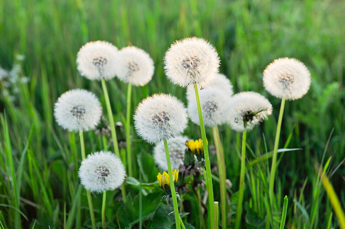 Pappus (seed head) (dandelion clocks) of Taraxacum (Dandelion), France, Europe