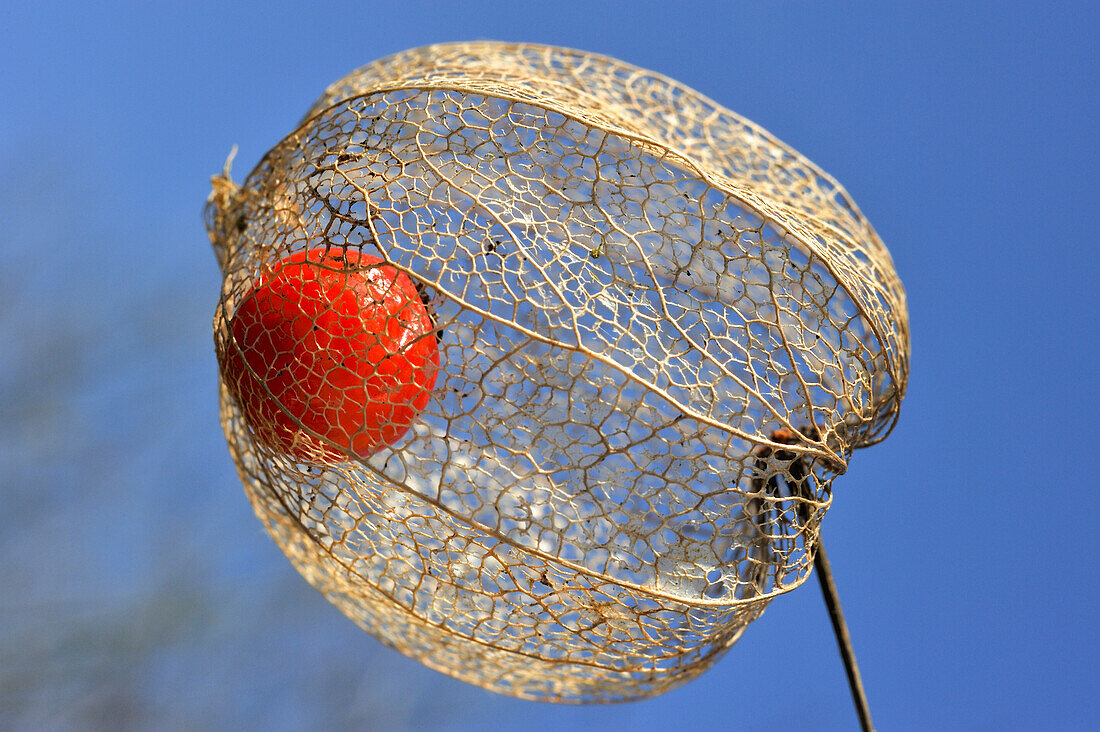 Bright red fruit inside the dried husk of Chinese lantern (Physalis alkekengi), France, Europe