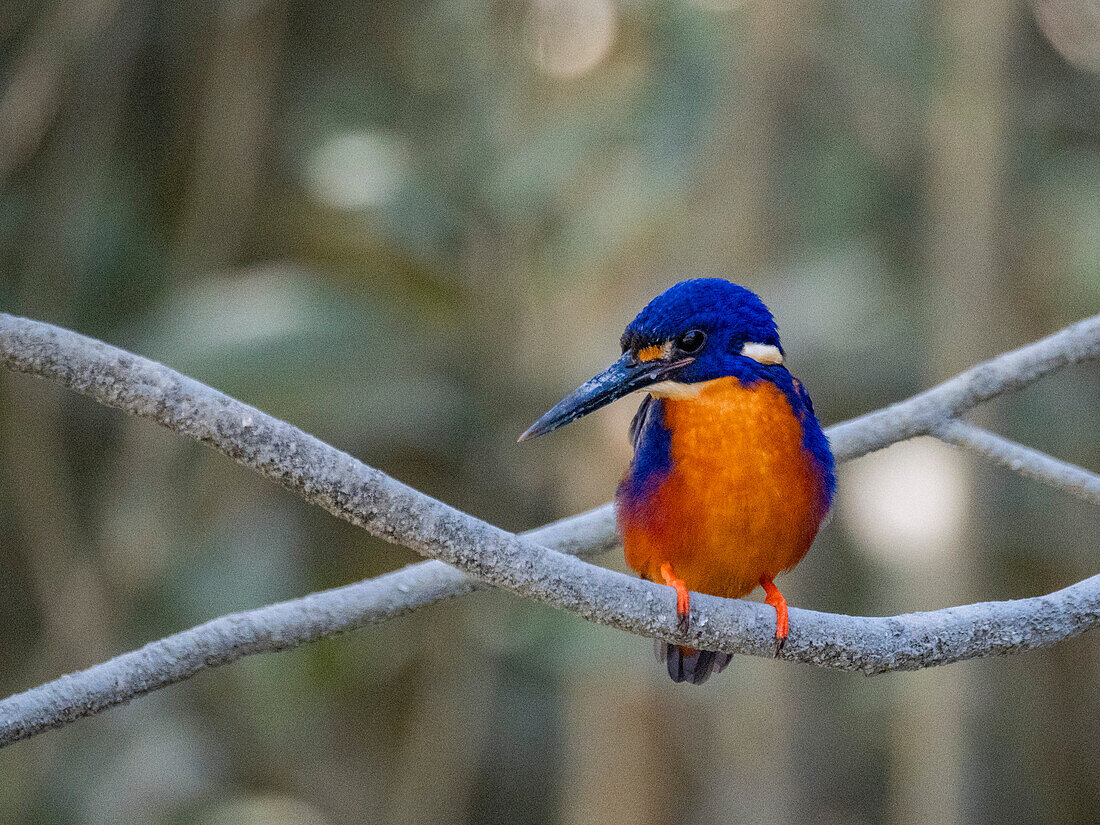 Adult azure kingfisher (Ceyx azureus), perched in Porosus Creek, Frederick Harbor, Kimberley, Western Australia, Australia, Pacific