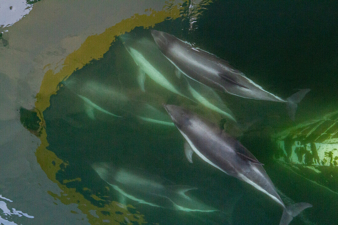 Adult Peale's Dolphin (Lagenorhynchus australis), bow-riding near New Island in the Falkland Islands, South America