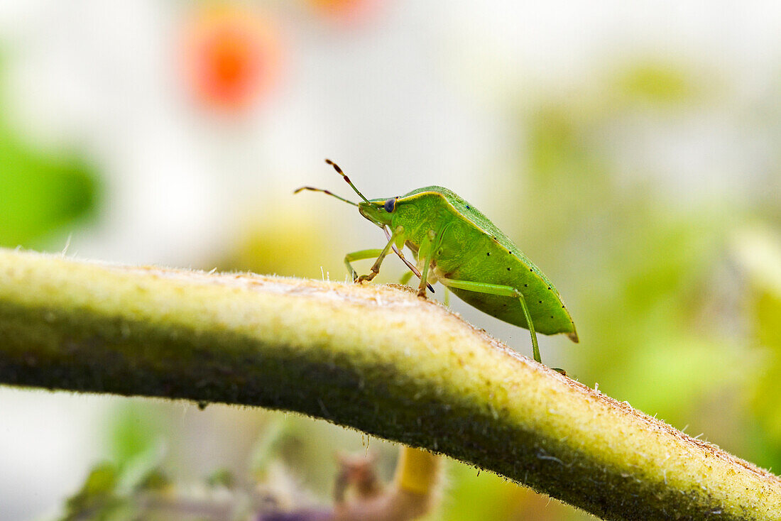 Grüne Stinkwanze (Chinavia hilaris), Frankreich, Europa