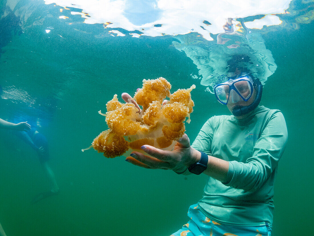 Snorkeler with golden jellyfish (Mastigias papua etpisoni), in Jellyfish Lake, a marine lake located on Eil Malk island, Rock Islands, Palau, Micronesia, Pacific