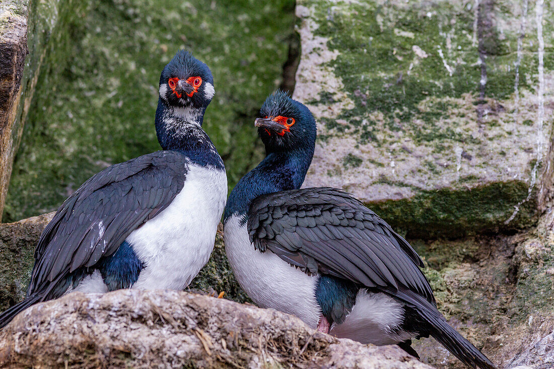 Felsenscharbe (Phalacrocorax magellanicus), Paar beim Balzverhalten in der Nähe von New Island auf den Falklandinseln, Südamerika