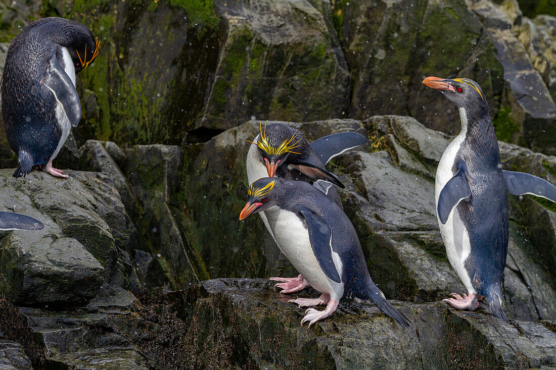 Makkaroni-Pinguine (Eudyptes chrysolophus) klettern an steilen Klippen in der Hercules Bay auf der Insel Südgeorgien hoch, Polargebiete