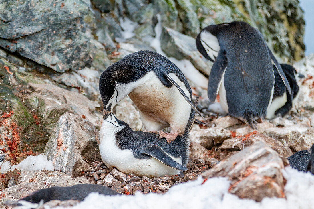 Adult chinstrap penguins (Pygoscelis antarctica), mating at breeding colony on Half Moon Island, Antarctica, Polar Regions