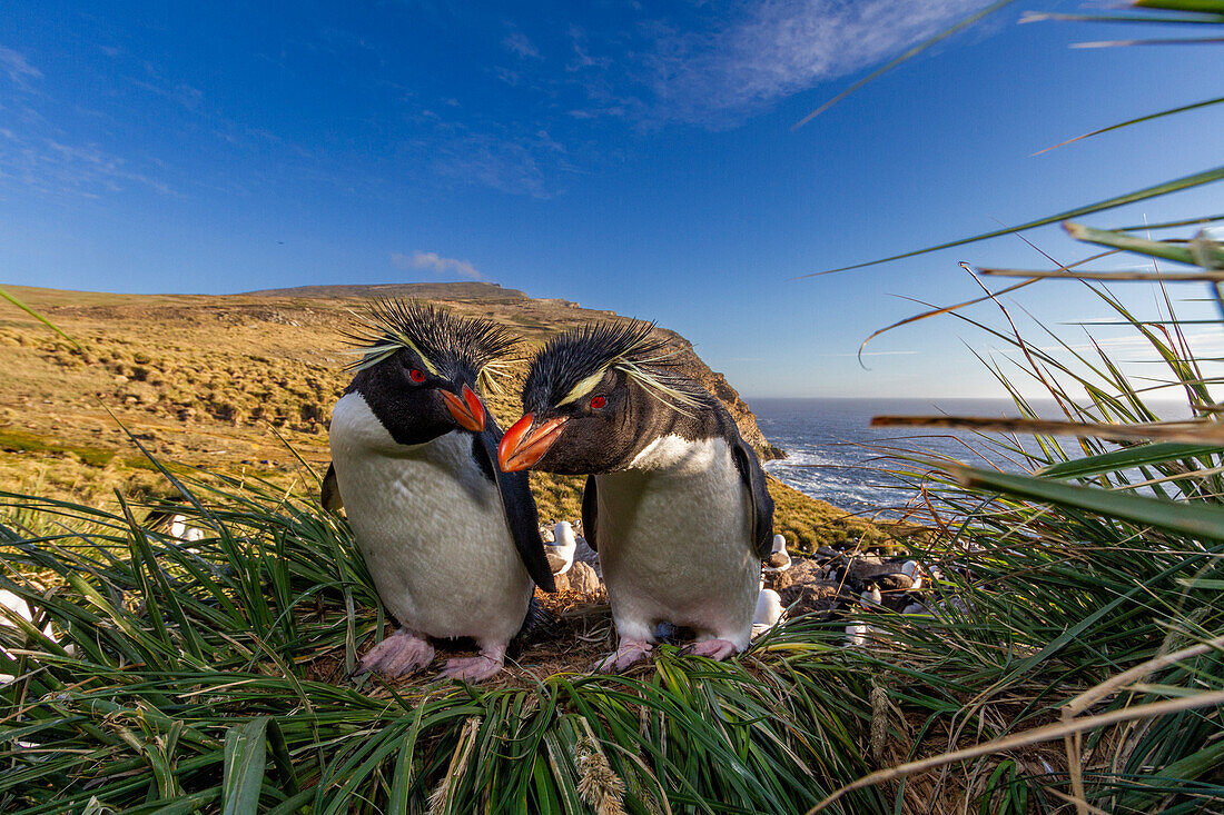 Ausgewachsene Südliche Felsenpinguine (Eudyptes chrysocome) in der Brutkolonie auf der Insel West Point, Falkland, Südamerika