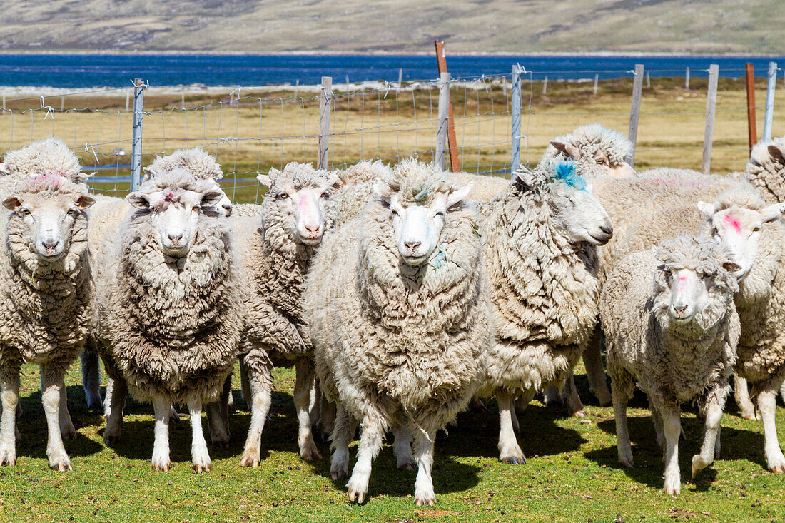 Culling sheep for their wool at Long Island Farm outside Stanley in the Falkland Islands, South Atlantic Ocean, South America