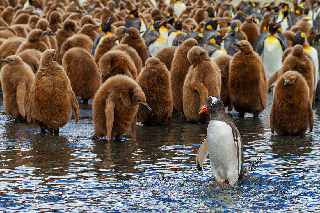 Ausgewachsener Eselspinguin (Pygoscelis papua) inmitten von Königspinguinen (Aptenodytes patagonicus) in der Nist- und Brutkolonie am Gold Harbour auf der Insel Südgeorgien, Südpolarmeer, Polargebiete