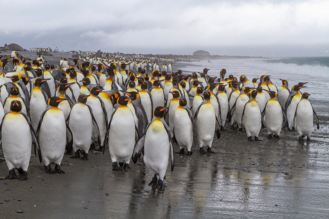 Adult king penguins (Aptenodytes patagonicus) returning to sea from the nesting colony at Salisbury Plain, South Georgia, Polar Regions