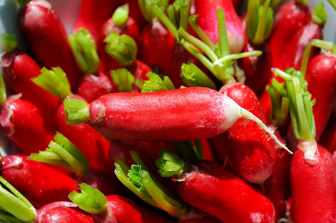 Radishes (Raphanus sativus), France, Europe