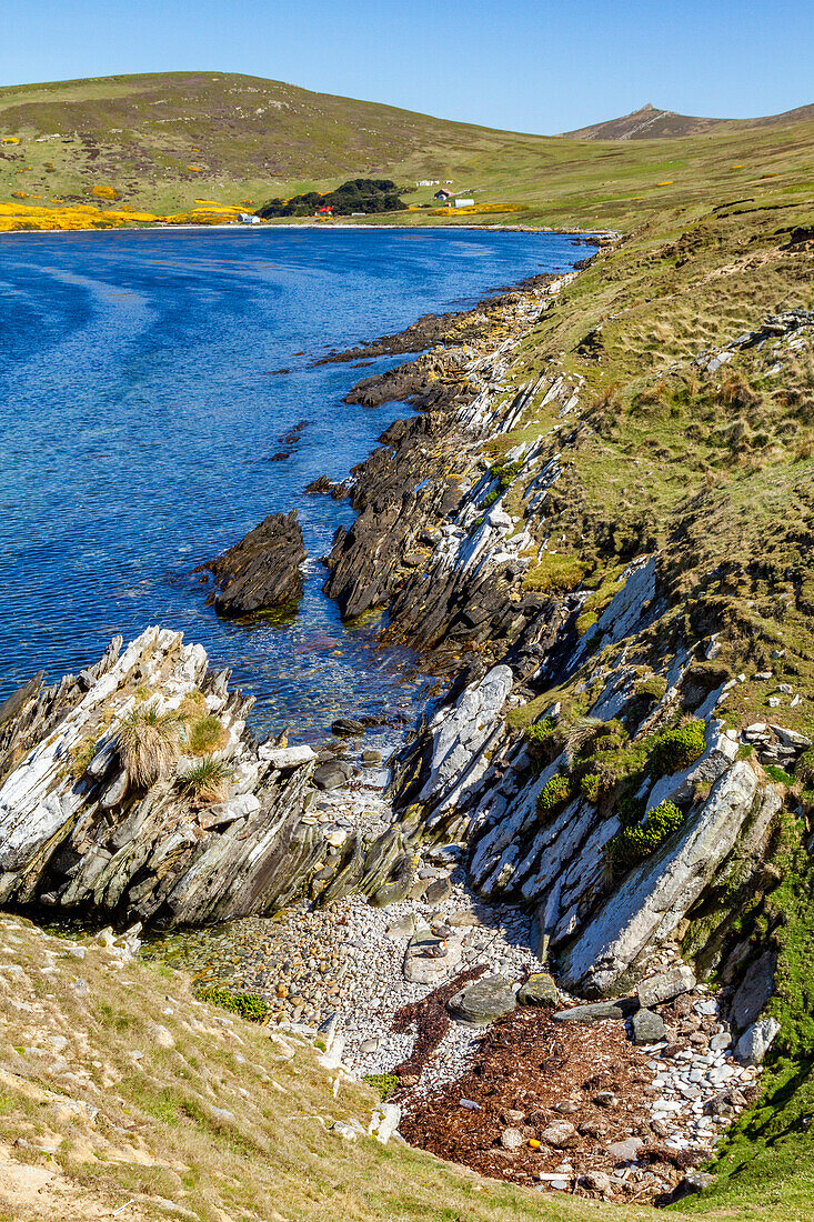 Blick auf die McGill-Schafsfarm auf Carcass Island in Port Patterson auf den Falklandinseln, Südatlantik, Südamerika