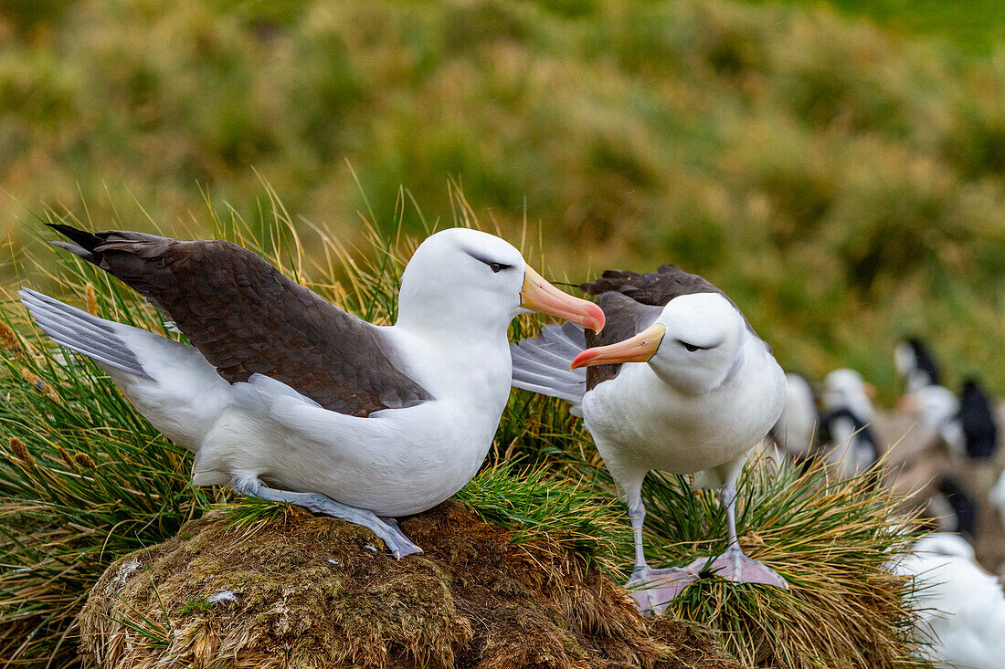 Adult black-browed albatross (Thalassarche melanophrys), pair in courtship display at nesting site on New Island, Falklands, South America