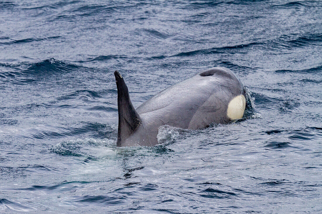 A small pod of pack Ice type B killer whales (Orcinus orca), just after making a Weddell seal kill in the Lemaire Channel, Antarctica, Polar Regions