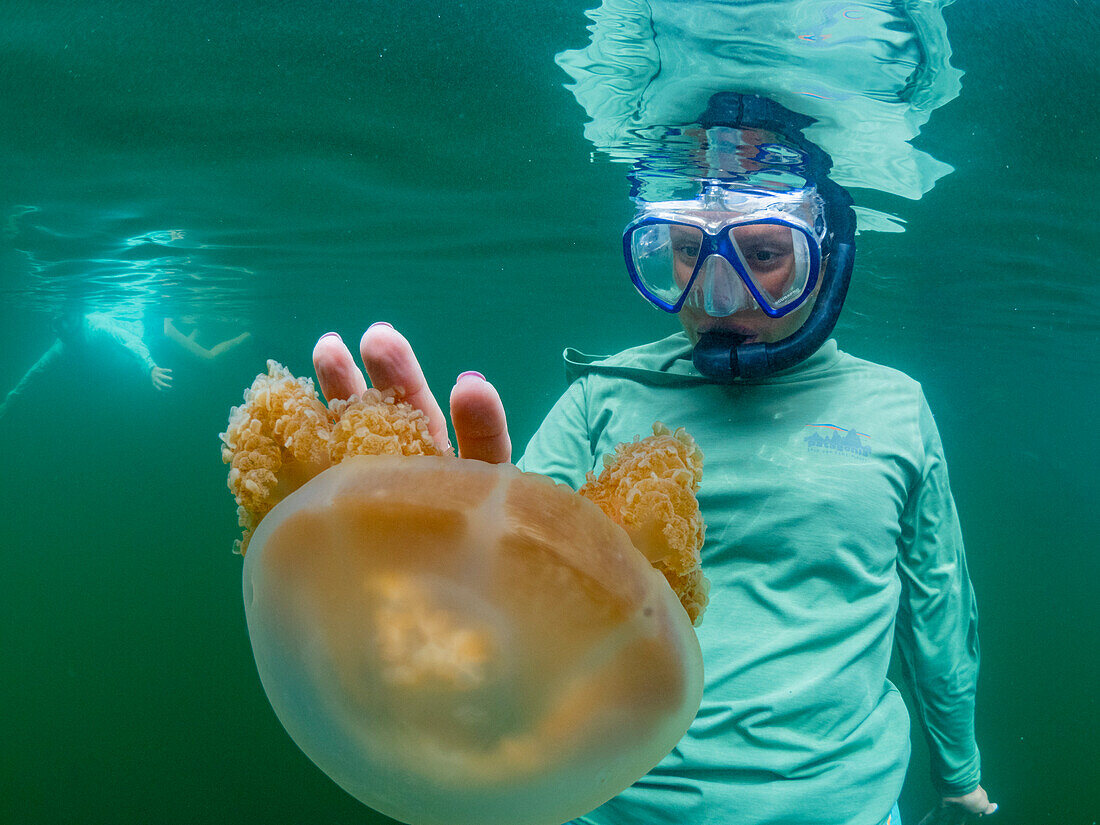 Snorkeler with golden jellyfish (Mastigias papua etpisoni), in Jellyfish Lake, a marine lake located on Eil Malk island, Rock Islands, Palau, Micronesia, Pacific