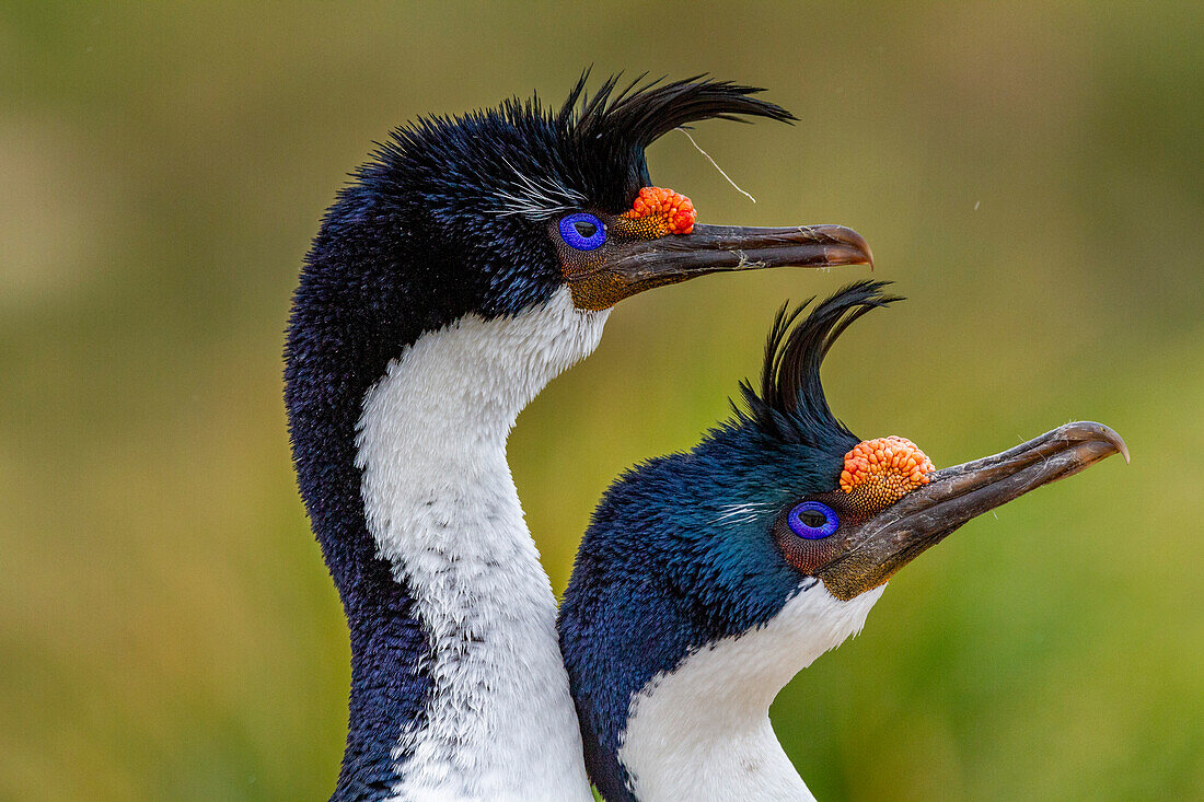 Imperial Shag (Phalacrocorax atriceps), pair exhibiting courtship behavior on New Island in the Falkland Islands, South America