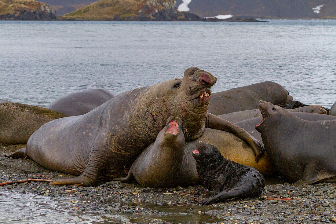 Beachmaster bull southern elephant seal (Mirounga leonina) attempting to mate at Peggotty Bluff, South Georgia, Polar Regions