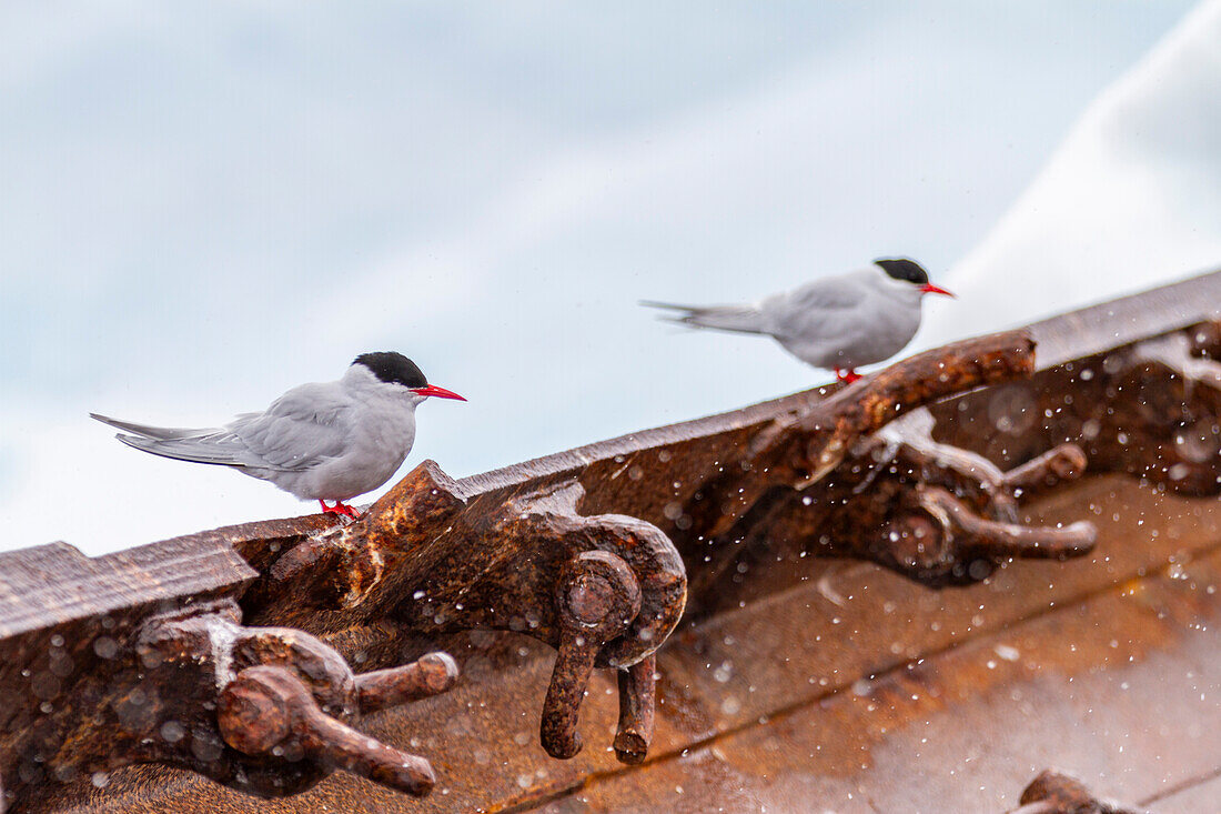 Antarctic tern (Sterna vittata), on the wreck of the Guvernoren in the Enterprise Islands, Antarctica, Southern Ocean, Polar Regions