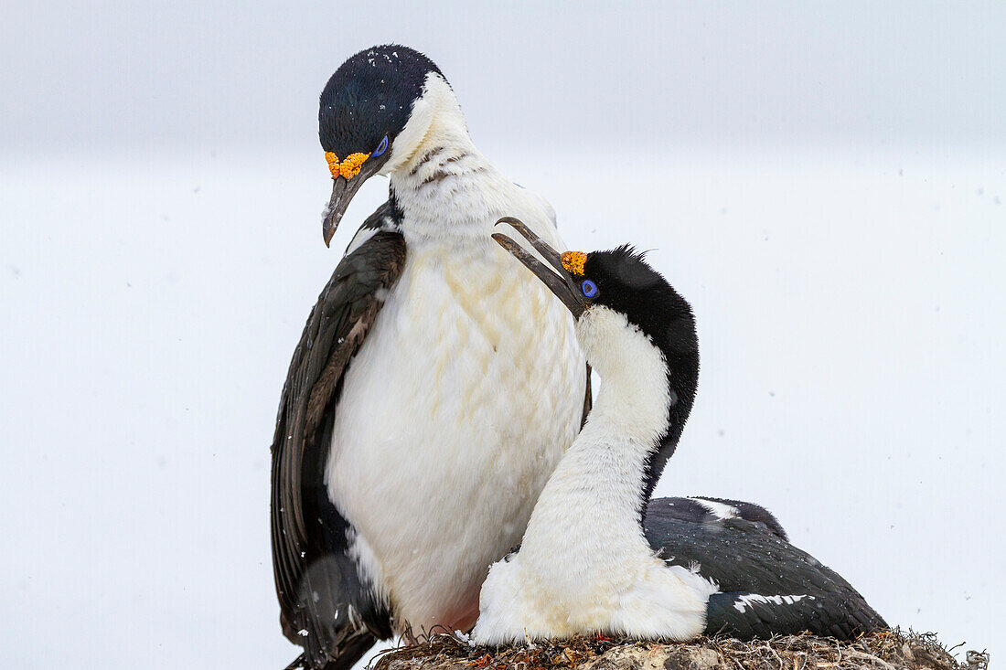 Antarktische Krähenscharbe (Phalacrocorax atriceps bransfieldensis), Paar im Nest am Brutplatz am Jougla Point, Antarktis, Polargebiete