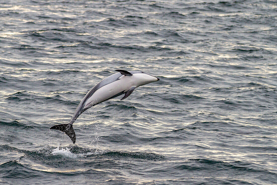 Eine Gruppe von Pazifischen Weißseitendelfinen (Lagenorhynchus obliquidens) springt und taucht in der Johnstone Strait auf, British Columbia, Kanada, Nordamerika