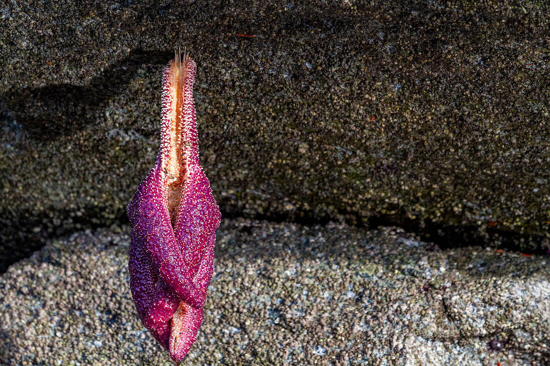 Sea star stranded by the low tide in Jackson Pass Provincial Marine Park, British Columbia, Canada, North America