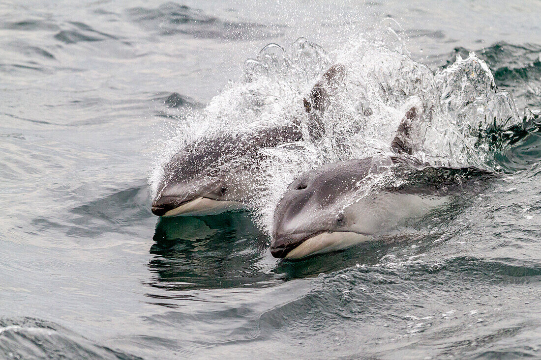 Eine Gruppe von Pazifischen Weißseitendelfinen (Lagenorhynchus obliquidens) springt und taucht in der Johnstone Strait, British Columbia, Kanada, Nordamerika auf