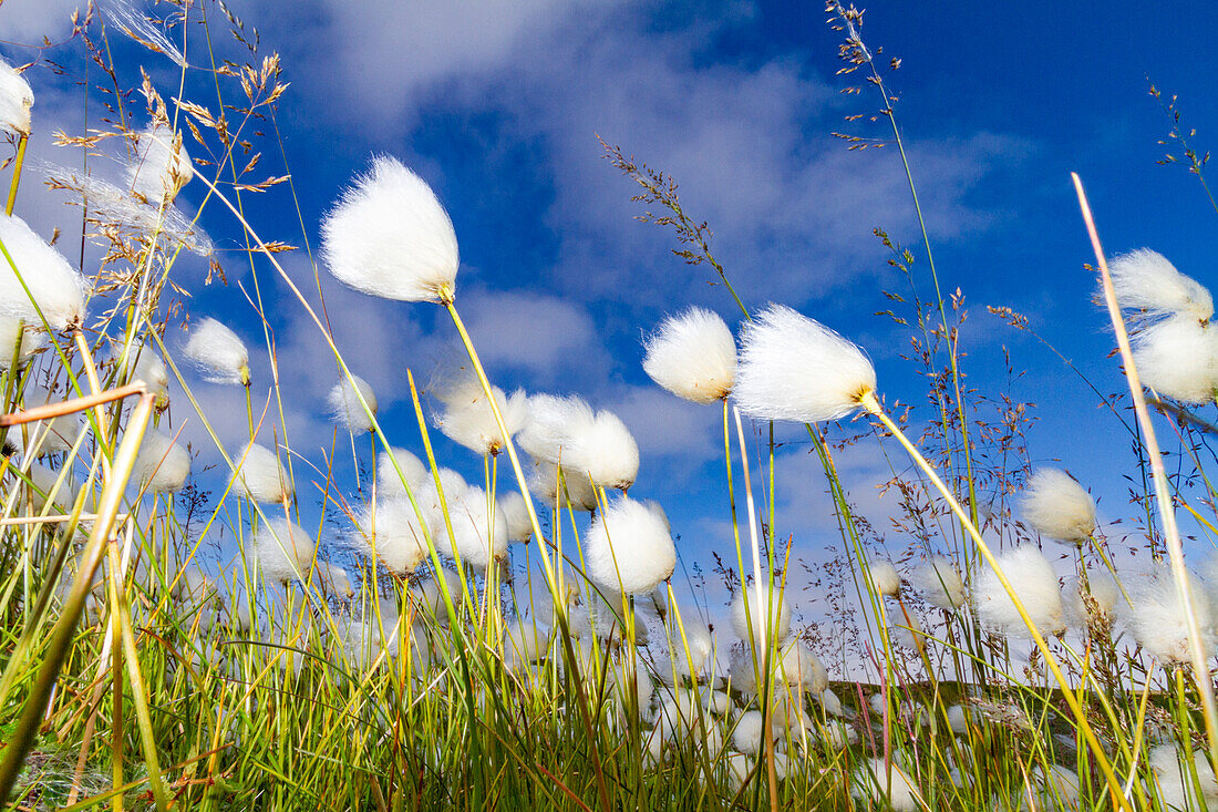 A large stand of Arctic cotton (Eriophorum callitrix) in Franz Josef Land, Russia, Arctic Ocean, Eurasia