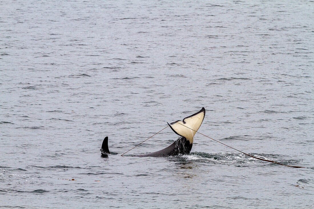 Ausgewachsener Schwertwal (Orcinus orca) taucht mit Seetang an der Fluke in der Chatham Strait, Südost-Alaska, Vereinigte Staaten von Amerika, Pazifischer Ozean, Nordamerika auf