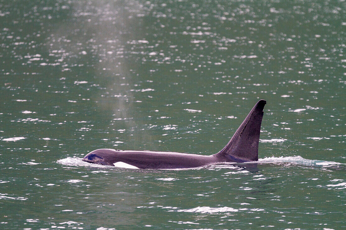 Ein einsamer männlicher Schwertwal (Orcinus orca) im Glacier Bay National Park, UNESCO-Weltnaturerbe, Südost-Alaska, Vereinigte Staaten von Amerika, Pazifischer Ozean, Nordamerika