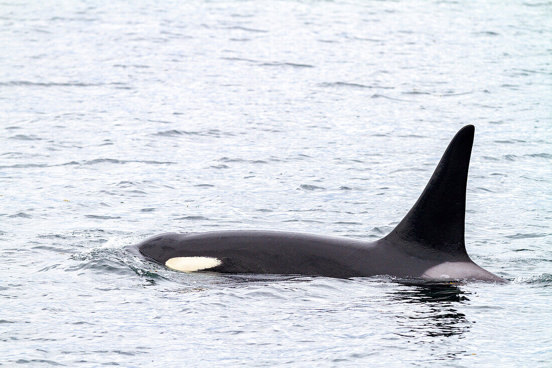 Ausgewachsener Schwertwal (Orcinus orca) taucht in der Chatham Strait auf, Südost-Alaska, Vereinigte Staaten von Amerika, Pazifischer Ozean, Nordamerika