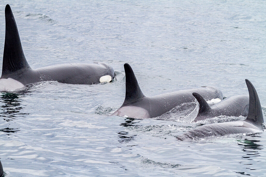 Eine Gruppe von Schwertwalen (Orcinus orca) taucht in der Chatham Strait auf, Südost-Alaska, Vereinigte Staaten von Amerika, Pazifischer Ozean, Nordamerika